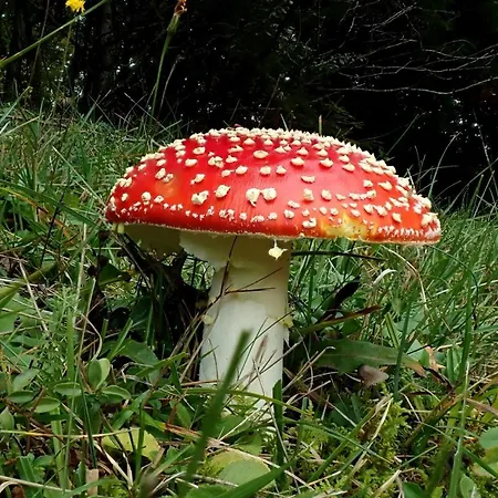 Raczkowski Apartament Birkfeld