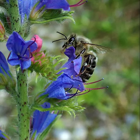 Apartament Raczkowski Birkfeld