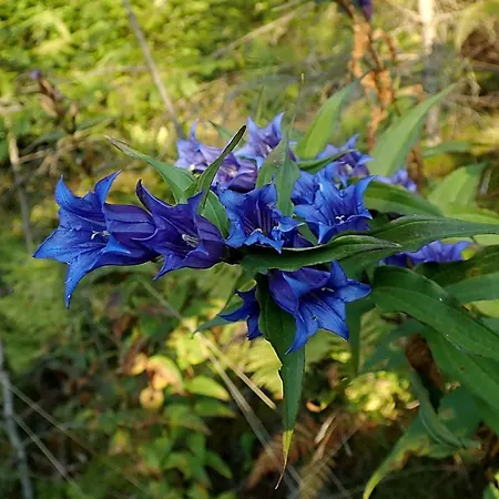 Raczkowski Apartamento