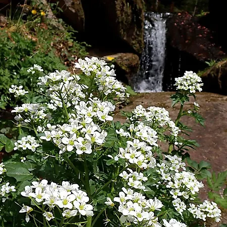 Raczkowski * Birkfeld