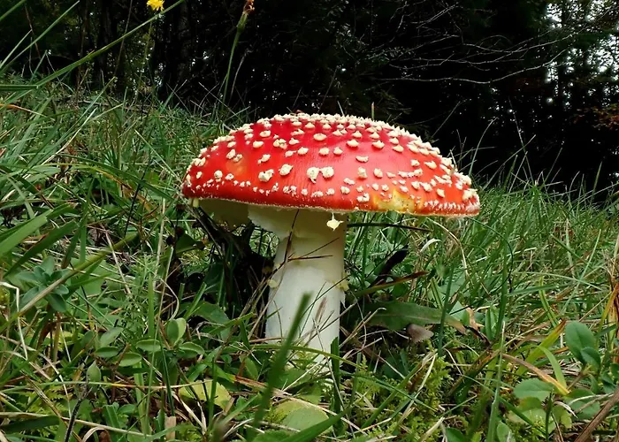 Raczkowski アパート Birkfeld