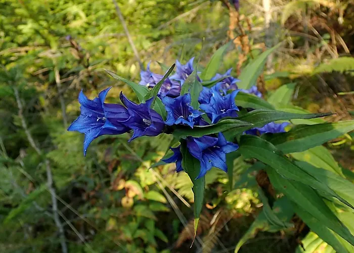 Raczkowski Apartment