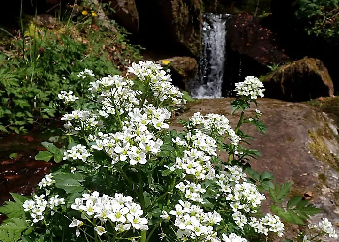 Raczkowski * Birkfeld